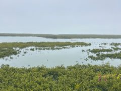 -红树林天天赶海