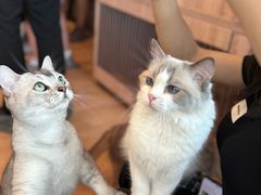 -有喵·猫咖·狗咖·30几只猫10只小狗(岗厦店)