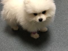 -爱侣宠医·鹦鹉专科·小型哺乳类·异宠专科(灵石路店)