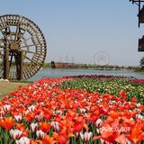 梦中花园——湖北孝感金卉庄园