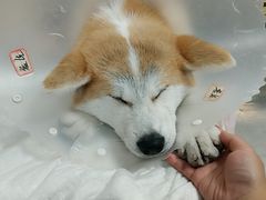 -北京赛佳动物医院