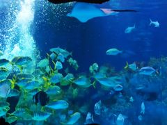 -芜湖新华联大白鲸海洋公园