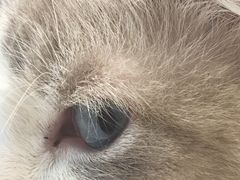 -飞行喵MR PILOT|猫舍·猫咖(静安大融城店)
