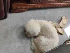 -瑞鹏宠物医院·骨科·猫科·内科(第一中心)