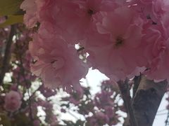 -嘉定紫藤园