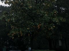 -洛阳市隋唐城遗址植物园