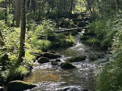 -汤旺河林海奇石景区