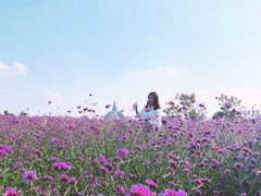 -荷兰花海
