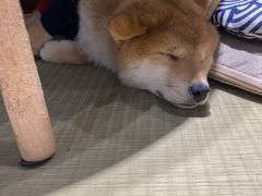 -逗柴咖啡屋·狗咖猫咖宠物桌游