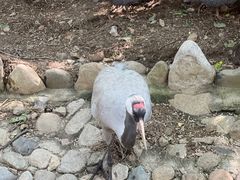 -燕塞湖鸟语林景区