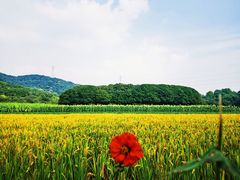 -八卦田遗址公园