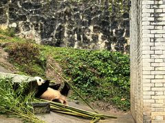 -都江堰中华大熊猫苑