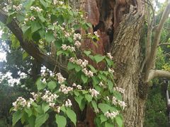 -苏州文庙(姑苏区)