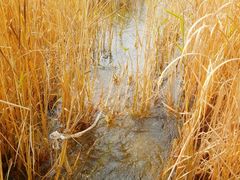 -野鸭湖国家湿地公园