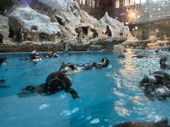 -帝企鹅自助餐厅•儿童岛•真企鹅(长隆企鹅酒店)