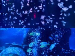 -太平洋海底世界