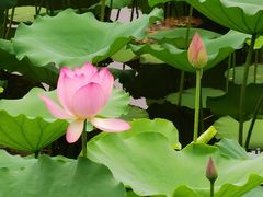 -荔湾湖公园