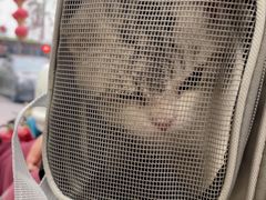 -宠福鑫康馨动物医院·骨科·眼科