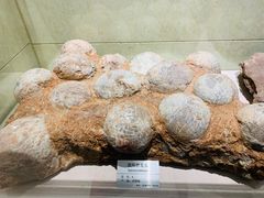 -甘肃地质博物馆