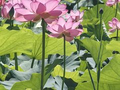 -大望京公园