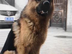 -美联众合动物医院·24h转诊中心