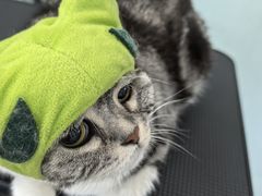 -爱洗澡的猫(望京店)