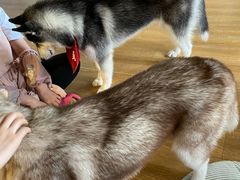 -Husky Go! 哈士奇体验馆·宠物咖啡厅狗咖