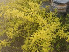 -葛记焖饼(伏牛路店)