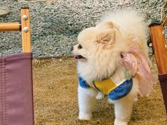 -J Create城市露营咖啡·简餐·宠物(上海动物园店)