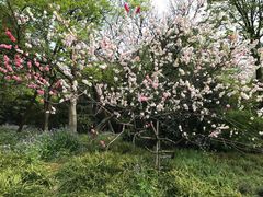 -西湖外事游船(花港观鱼码头)