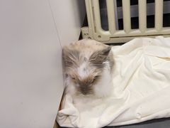 -瑞派·关忠动物医院猫科外科·异宠·24小时转诊中心(祥云店)