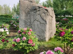 -莲花池公园
