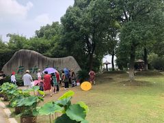 -荷塘月色湿地公园·向阳花洲
