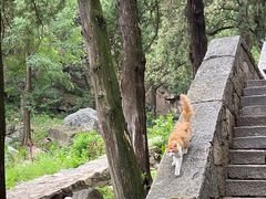 -泰山花样年华景区