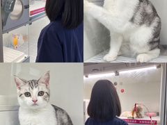 -lincat·猫舍(广州店)
