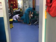 -中农大我爱我爱24h动物医院·中医针灸·猫专科·骨科医疗中心(双井店)