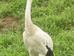 -沈阳森林动物园