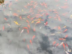 -八大山人梅湖景区