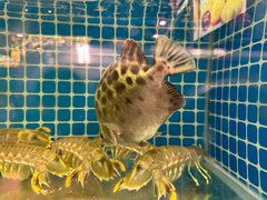 -肥福排档(星光店)
