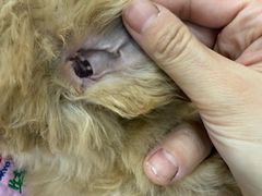 -北京观赏动物医院·24小时大型综合·猫专科·异宠专科