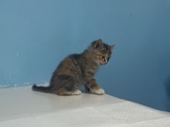 -瑞派福兴宠物医院犬猫全科·骨科·中西医结合(河东店)