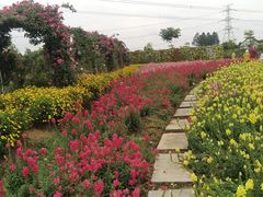 -紫颐香薰山谷景区
