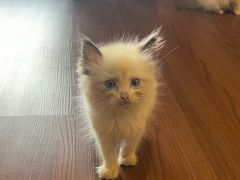 -楼上猫咖(罗湖店)