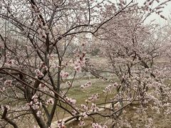 -桃花堤公园