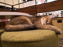 店员-喵匠猫主题咖啡(凯德和平广场店)