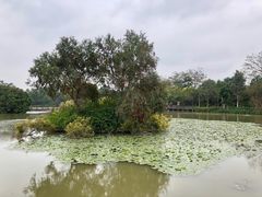-大湾区中央湿地公园