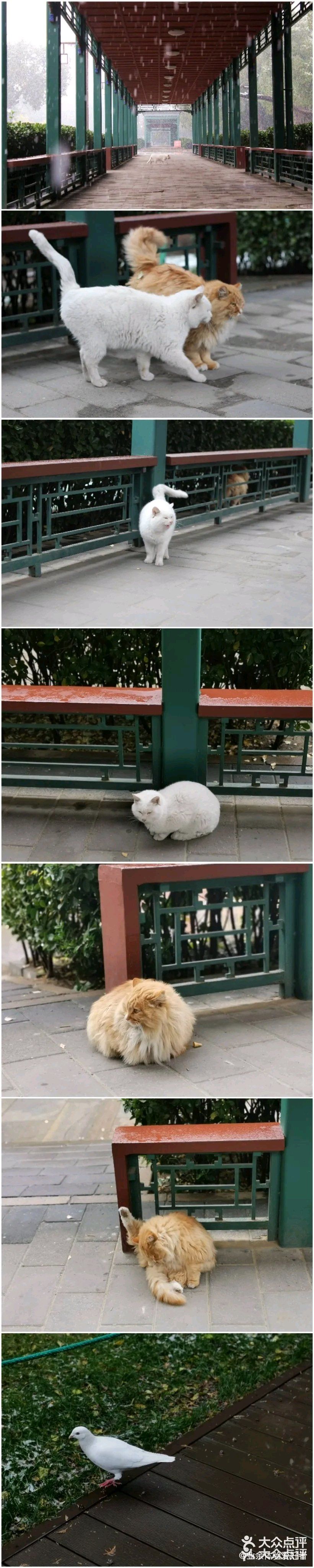 北京要下雪了，是不是故门票约不上，来太庙