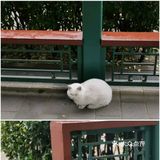 北京要下雪了，是不是故门票约不上，来太庙