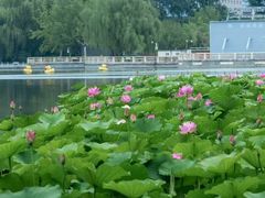 -莲花池公园