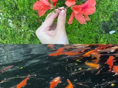 -千岛湖东南湖区